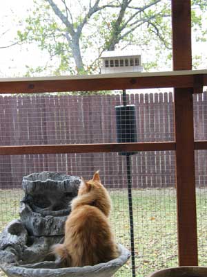 Cat Enclosure(8)